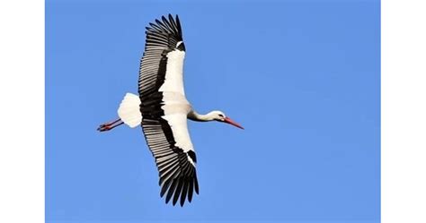 Първият щъркел долетя у нас