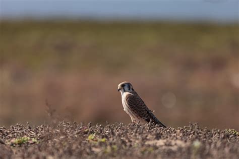 Female American Kestrel Bird Stock Photo Download Image Now Animal