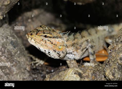 A Lizzard On A Tree Trunk In Cap Malheureux Riviere Du Rempart