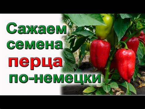 Сажаем перец! подробно для начинающих - YouTube