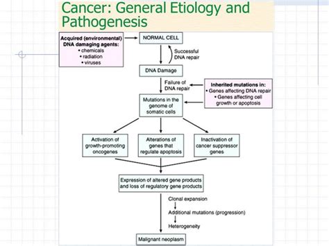 Cancer: etiology, pathophysiology, types, diagnosis and treatment - Online Biology Notes