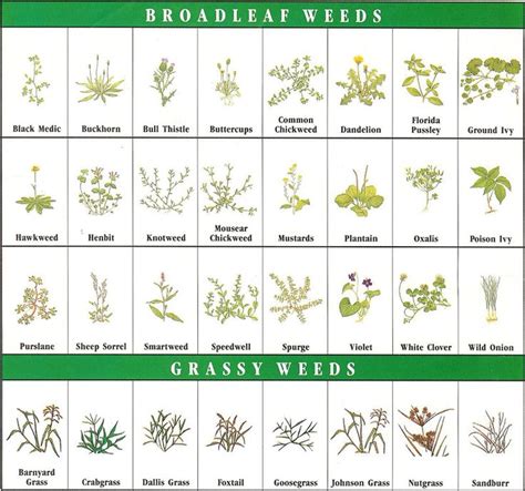 Pest Identification: Garden Pest Identification Chart