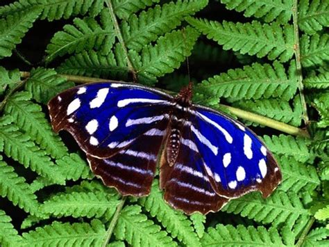 Beautiful Blue Butterflies Butterflies Wallpaper 32651788 Fanpop