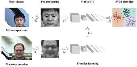 frontiers lightweight vit model  micro expression recognition