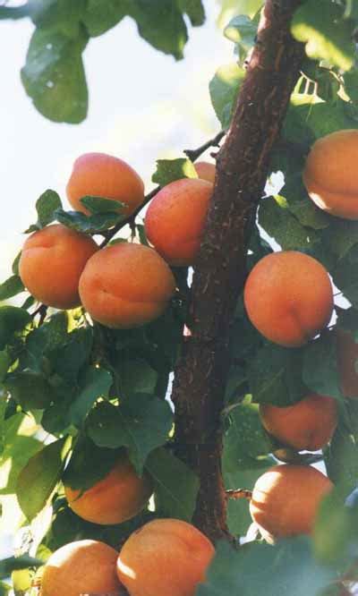 Apricot Trees Archives Yalca Fruit Trees