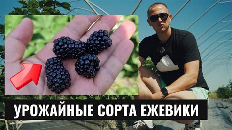 Вкусные и урожайные сорта Ежевики о которых точно нужно знать - YouTube