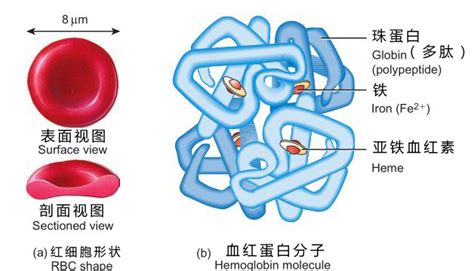 嘉应学院医学院解剖教研室