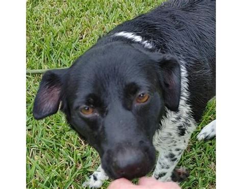 New Braunfels TX German Shorthaired Pointer Pointer Meet Mary Ann A