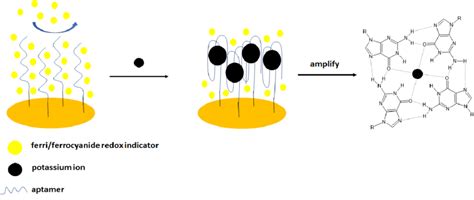 The Sensing Principle Scheme Of The Impedimetric Aptasensor With Download Scientific Diagram