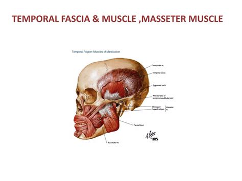 Fra Temporal Fossa Ppt
