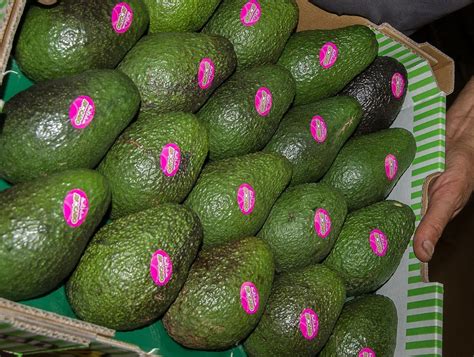 Michoac N Reanuda Exportaciones De Aguacate Y Mango Bajo Ciertas