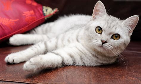 Порода кошек из рекламы "Whiskas"