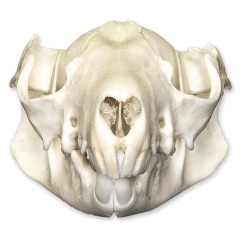 real brushtail possum skull  sale skulls unlimited international
