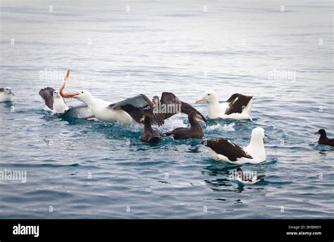 Royal albatross new zealand hi-res stock photography and images - Alamy