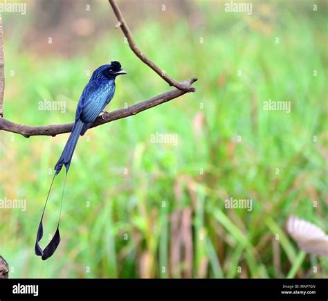 Beautiful Rare Birds In The World