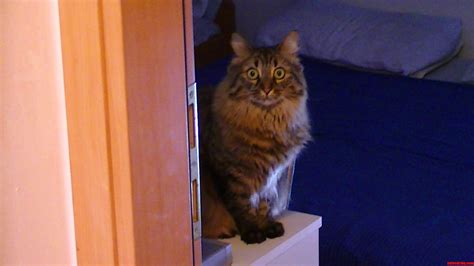 Nidalee The Overly Terrified Cat Cute Cats Hq Pictures Of Cute