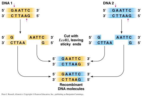 Cleavage of DNA by the restriction enzyme EcoRI | Download Scientific ...