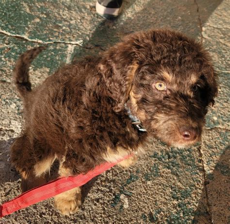 F1 Chocolate Phantom Goldendoodle, 10wks : r/Goldendoodles