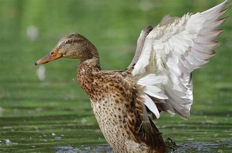 Duck 4 Photograph By Toshihide Takekoshi Fine Art America