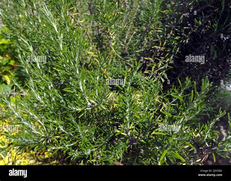 Rosemary Plant Salvia Rosmarinus Until 2017 It Was Known As