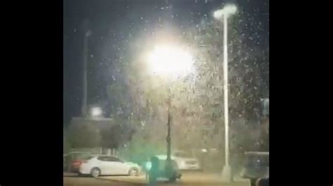 Las Vegas Grasshopper Invasion Is So Big You Can See It On Weather Radar Fox 13 Seattle