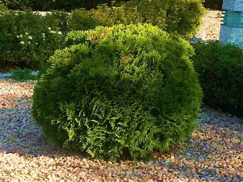 Туя западная шаровидная "даника"