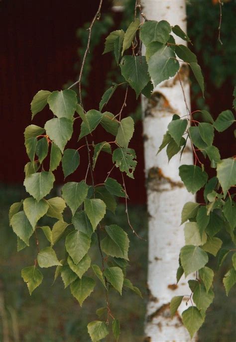 Берёза | Береза, Зеленые деревья, Белые цветочные композиции