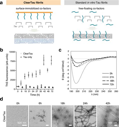 Characterization Of ClearTau 4R2N Tau Fibrils A Schematic Of The