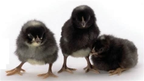 Sexing Barred Rock Chicks