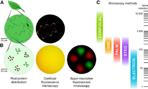 Super Resolution Fluorescence Microscopy Can Reveal Pm Download