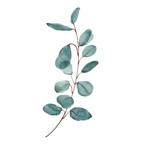 christmas frame with holly berries decorate leaf 33124669 PNG