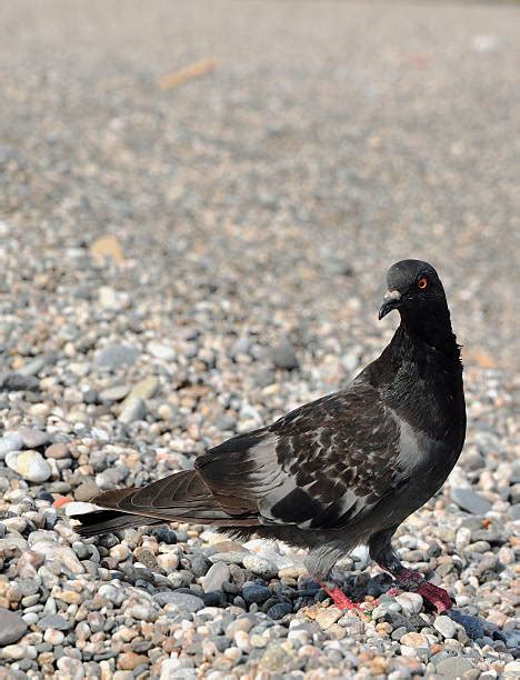 230+ Pigeon Camouflage Stock Photos, Pictures & Royalty-Free Images - iStock