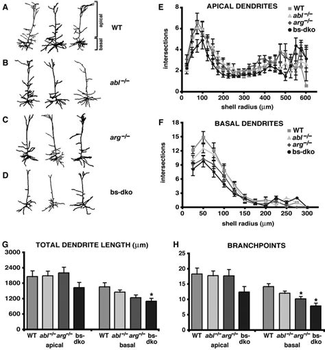 Dendrite Arbors Are Reduced In Adult Abl Arg And Bs Dko Mice