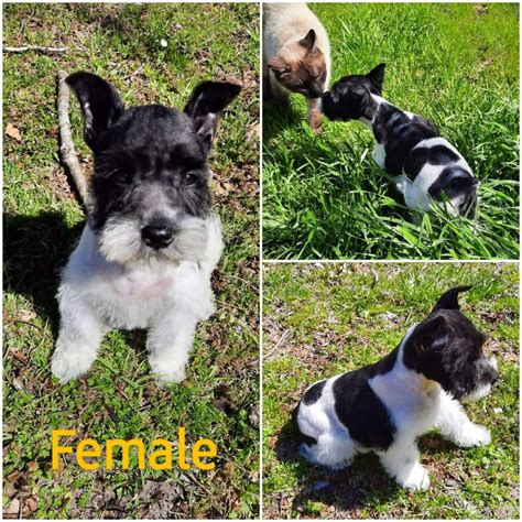 Miniature Schnauzer Puppies For Sale Texas Tx 236 Loop 411953