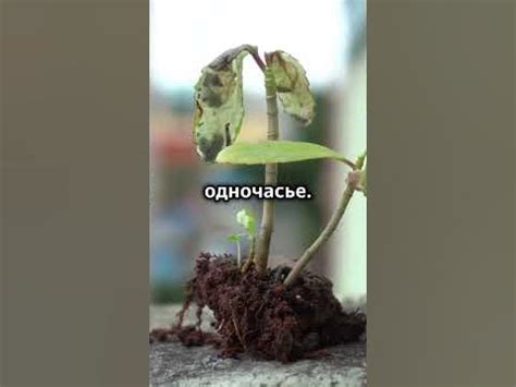 «Твои мечты не работают, если не работаешь ты» — Джон С Максвелл - YouTube