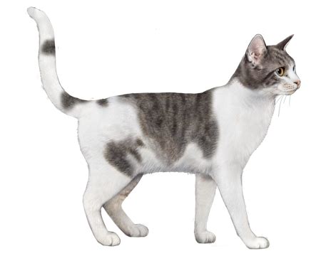 Ancient Egyptian Cats Breeds