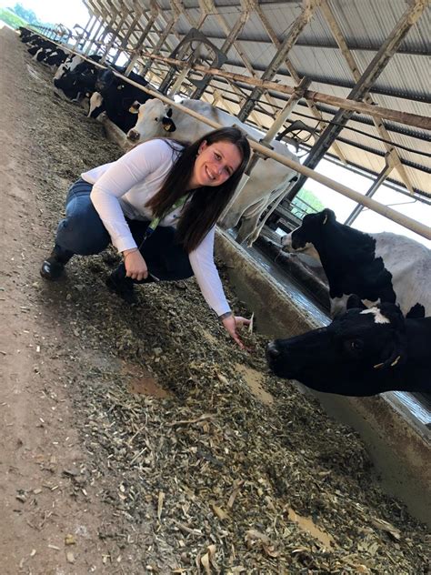 Per Odo De Transi O De Vacas Leiteiras Como Fazer Um Bom Manejo Pr