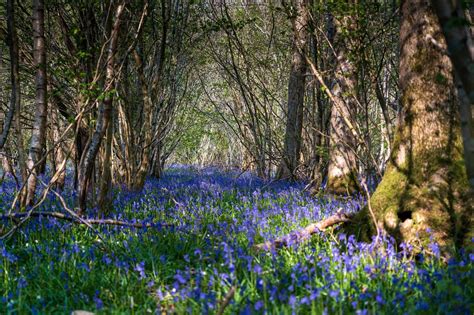 50 Important Quotes to Pay Attention to in A Midsummer Night's Dream