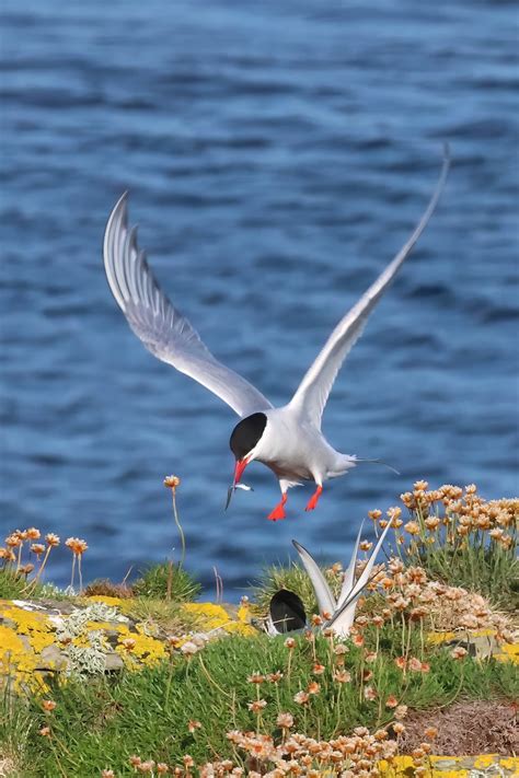Tern Bird Seabird Free Photo On Pixabay Pixabay