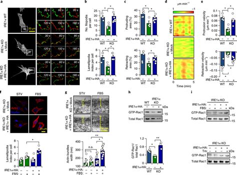 IRE1α regulates actin cytoskeleton dynamics and Rac1 activation a, WT ...