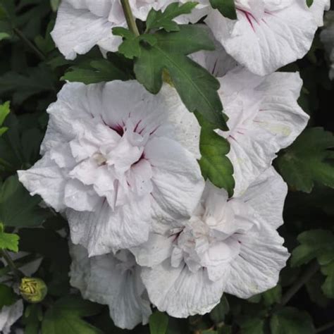 Hibiscus Syriacus China Chiffon Pot De 4 Litres Gamm Vert