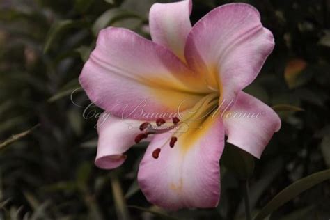 Лилия Бейджинг Мун: описание и характеристики сорта, особенности ...