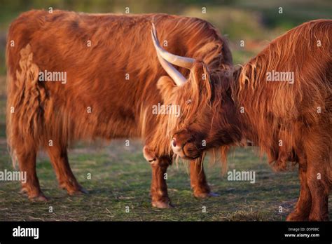 Highland Cattle Or Kyloe An Ancient Scottish Breed Of Beef Cattle