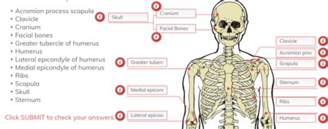 Chapter 3: Understanding Human Movement Flashcards | Quizlet