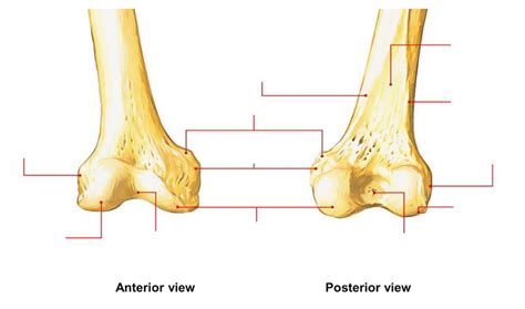 Diagram Of Distal Femur Quizlet