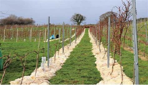 Are You Being Fleeced? - Sommelier India - The Wine Publication