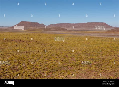 Namibia national flower hi-res stock photography and images - Alamy