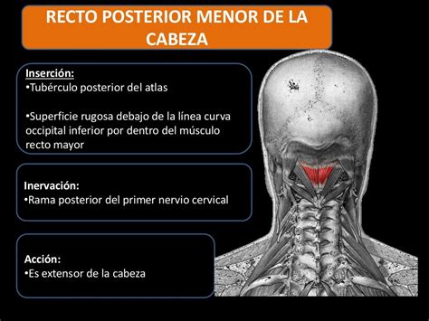 Musculos De La Nuca