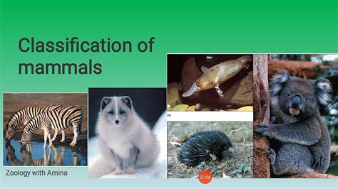 Classification of Mammals - Quality Educational Material | Kid-ease ...