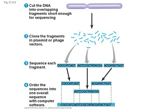 Whole Genome Shotgun Approach To Genome Sequencing